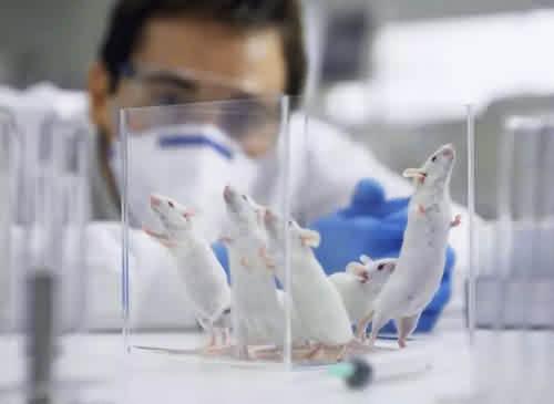 巴西狨猴:为什么一定要选小白鼠作为实验动物？