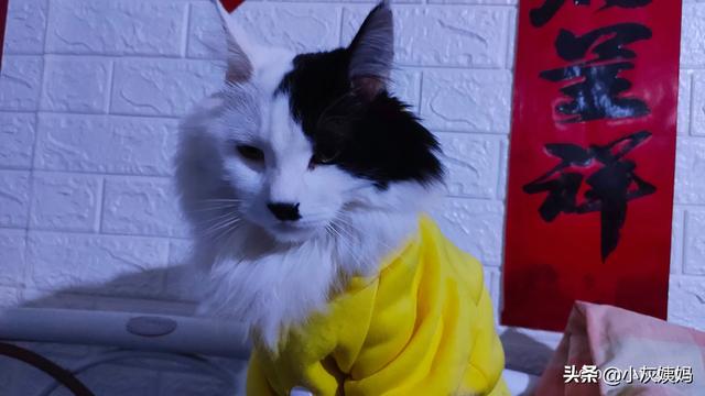 流浪狗和流浪猫好句子:那些收养流浪猫、流浪狗的是些什么人？
