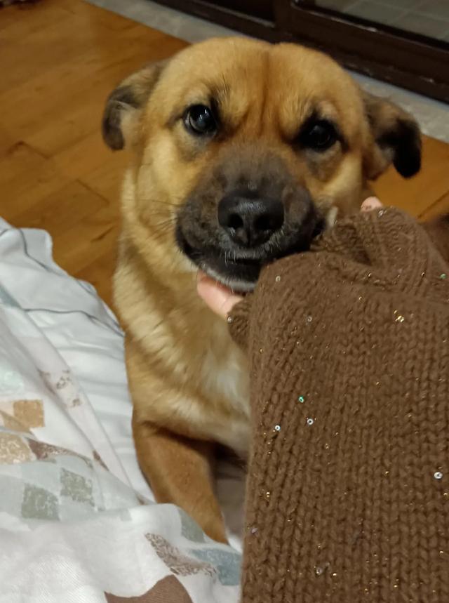 中华田园犬虐比特:养“中华田园犬”会被人嫌弃吗？