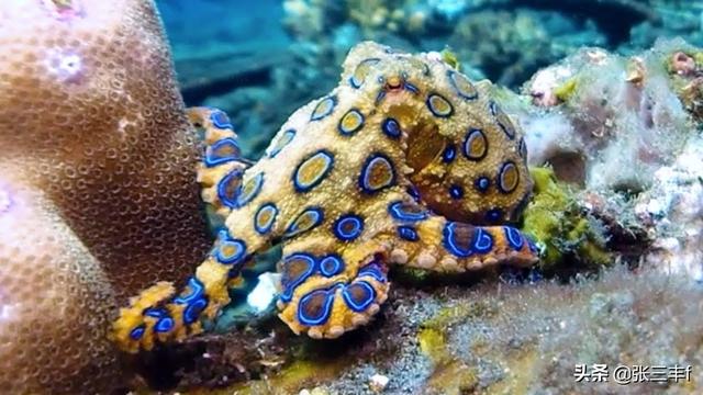 皱鳃鲨海里游泳:大海里到底存在着多少不为人知的恐怖生物？