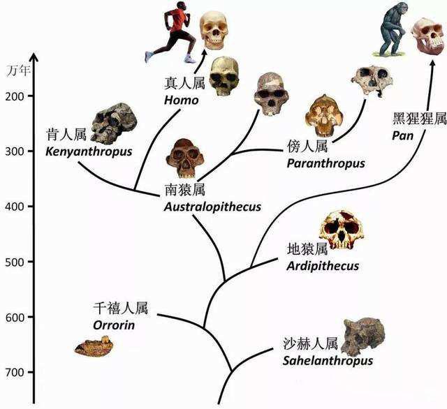 印尼红毛猩猩卖滔视频:猩球崛起中的猩猩分别是什么品种？