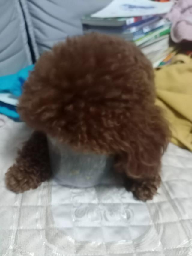 你见过狗狗做过最可爱的事是什么？插图30