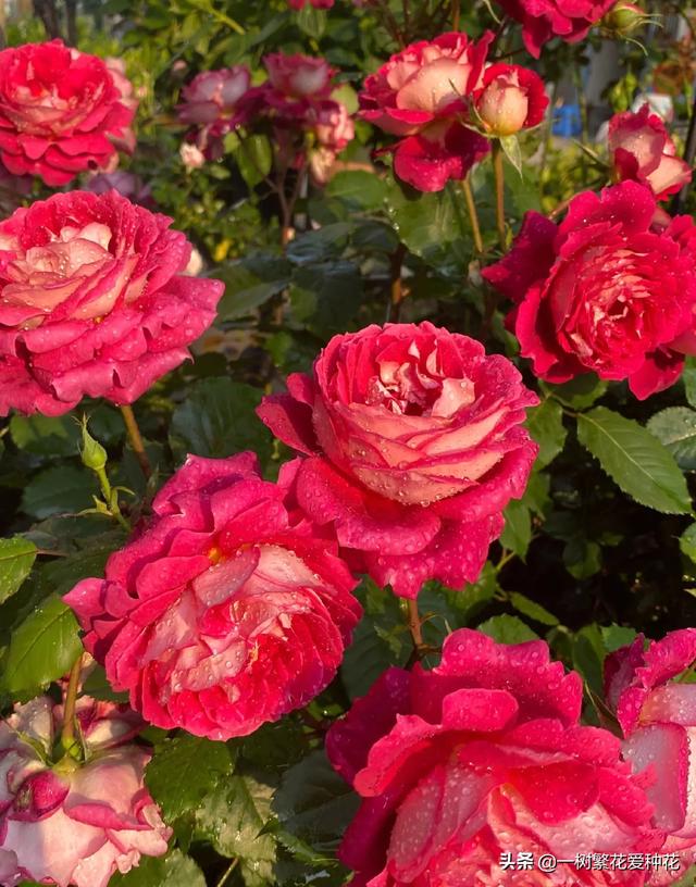 最香的几款月季品种是什么？插图102