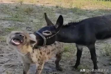 非洲野狗:非洲流浪狮子为什么会组成狮群？