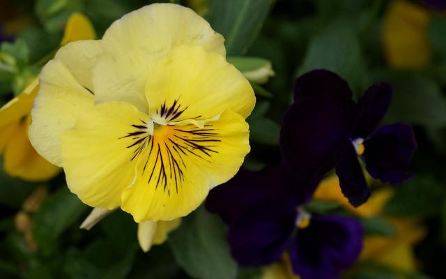 属狗和属狗适合做生意吗,十二生肖适合往哪方面进行创业？