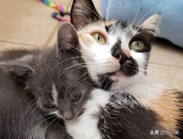 我们家猫咪快要生了，跟前跟后的一直望着我叫，给猫粮也不吃了。是什么原因？插图22