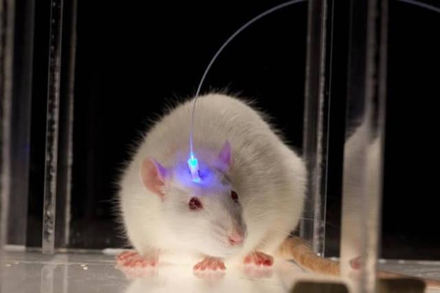 巴西狨猴:为什么一定要选小白鼠作为实验动物？