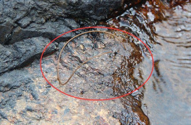 水塘里有很多扭动的铁线虫,这是怎么回事？这一现象很常见吗？