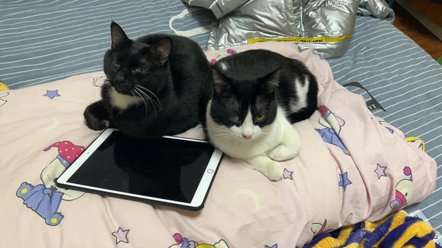 流浪猫救主人:流浪猫被收养后性格会越来越温顺吗？