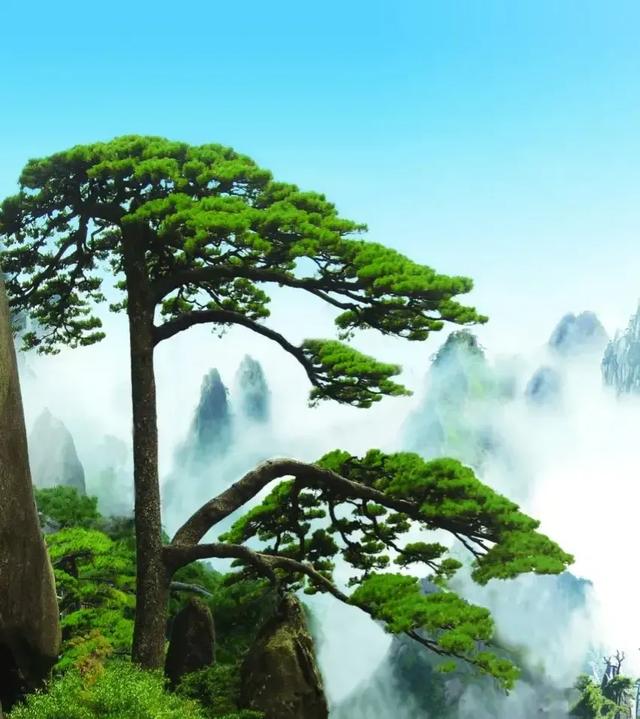 有没有一些很漂亮的适合做头像或背景的图片分享?-惠修网