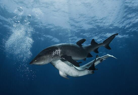 鲨鱼的繁殖方式，雌雄鲨鱼间的“家暴”行为有多恐怖