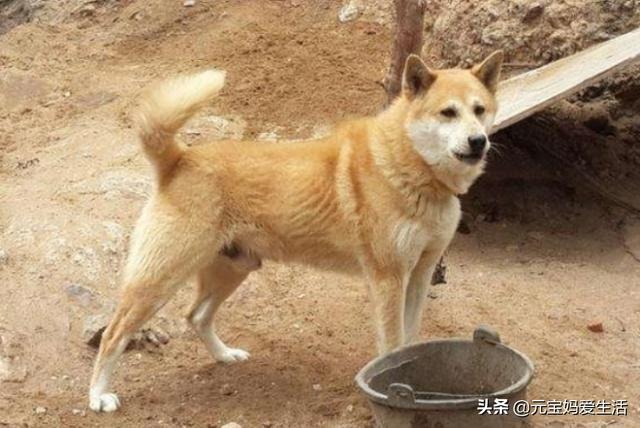 狗，人类忠诚的好朋友！
