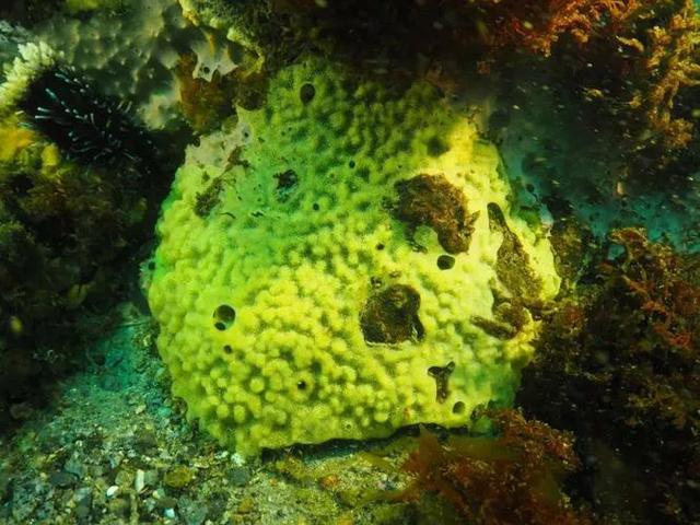 鱼的寿命有多久？有没有人见过鱼老死？插图26