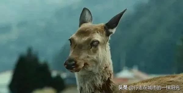僵尸蚂蚁:真实存在的僵尸蚂蚁，会吃人并感染人类吗？