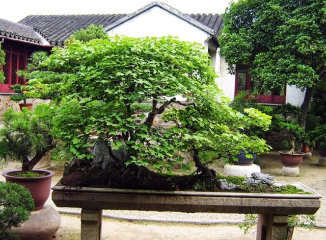 旅游盆景头条最新资讯(旅游盆景头条最新资讯报道)