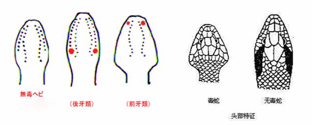 蛇:小时候经常见到蛇，现在为什么见不到了？