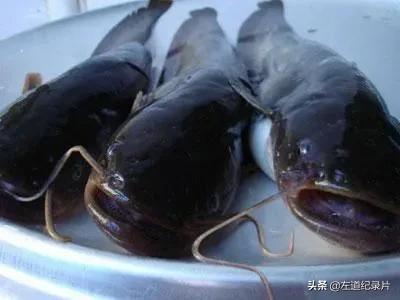 鱼的寿命有多久？有没有人见过鱼老死？插图8