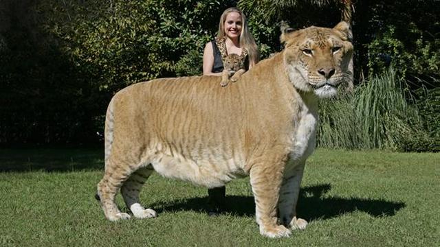 猎豹属:猎豹和花豹有什么区别？谁更强一些？会互相攻击或者交配吗？