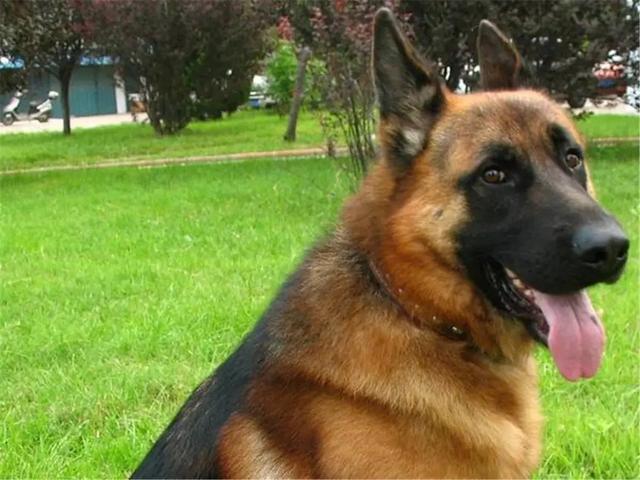 鬣狗vs比特犬:三只比特犬多久可以咬死一只苏门答腊虎？为什么？