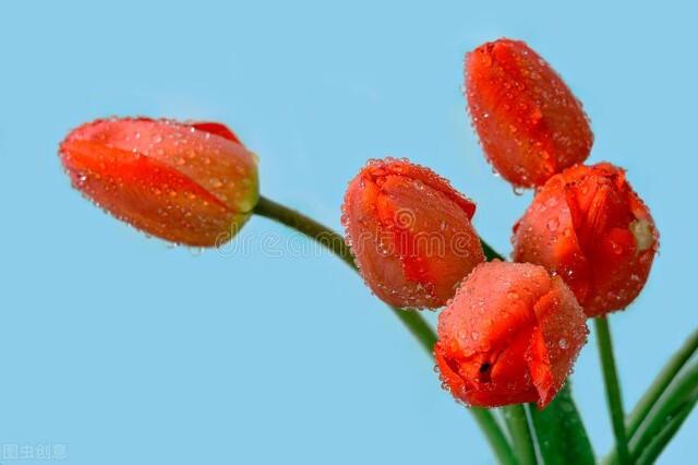 郁金香种植时间和开花时间