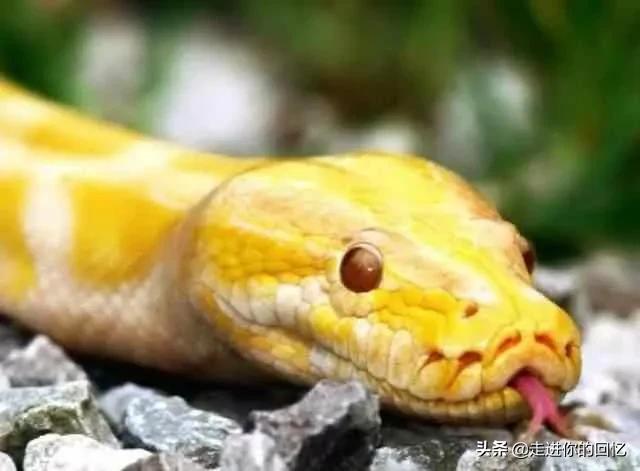 陕西蛇的种类:为什么都说秦岭最大的蛇是王锦蛇？难道秦岭没有蟒蛇吗？ 陕西分布蛇的种类