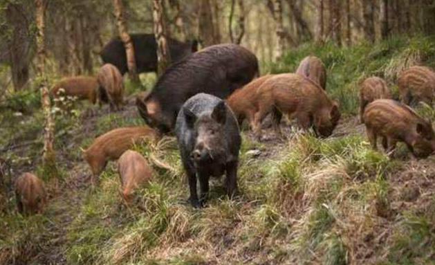 英国猎狐犬狩猎视频:价值6万的猎犬被咬死，人类出马组建狩猎队，为何仍制不住野猪？
