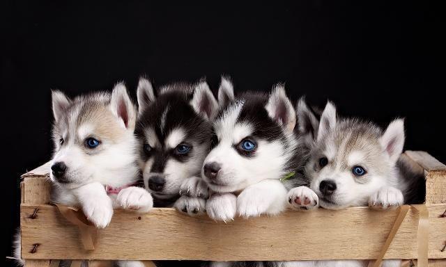 一窝狗里怎么挑最厉害的一只?有哪些办法?