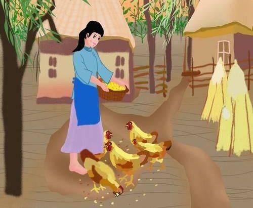 俗话说“鸡不吃豆,外甥不打舅”请问鸡到底吃不吃豆子？为什么？