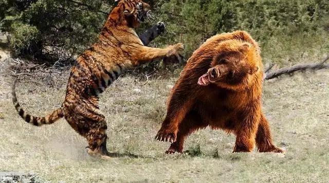 老虎埋自己的便便吗？插图7