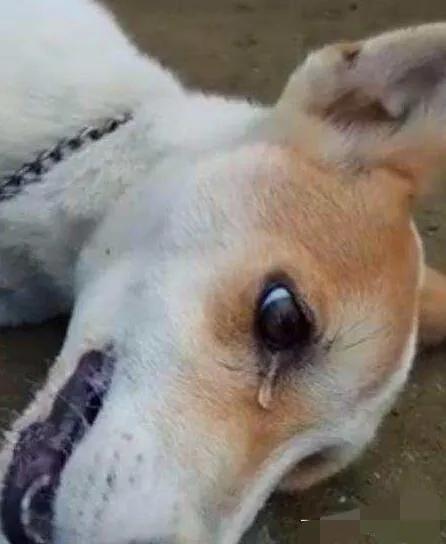 西安藏獒赶集网:“狗通人性”有哪些真实事件？