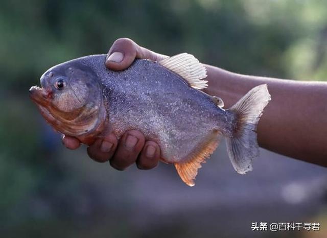 食人鱼怎样保护小食人鱼:媒体报道，巴拉圭食人鱼袭击导致4人死亡数十人受伤，怎么回事？