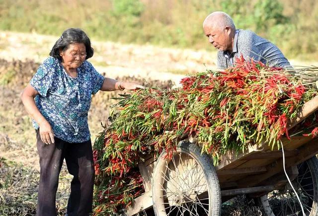 农村老人将来怎么养老，农村老年人口越来越多，未来农村老年人口如何养老