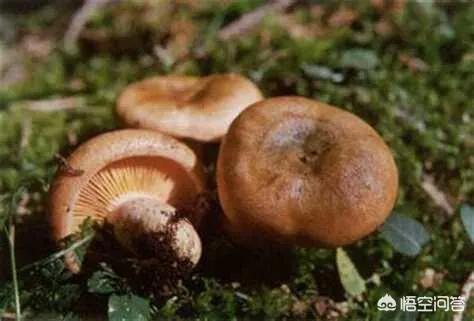 下过雨农村山里的松树下会有很特别的黄色大蘑菇这是什么菇你吃过吗