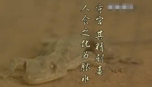 黑鳍蛇鲭红眼睛:为什么说壁虎是五毒之一？它有什么毒？