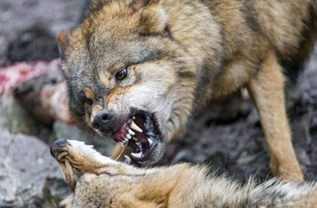 狗狗对屠夫会害怕，在野外屠夫遇到狼是否一样，狼也会怕？插图6