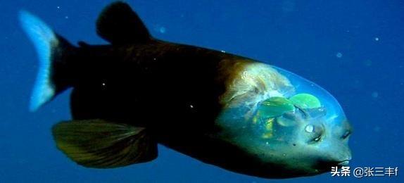 皱鳃鲨海里游泳:大海里到底存在着多少不为人知的恐怖生物？