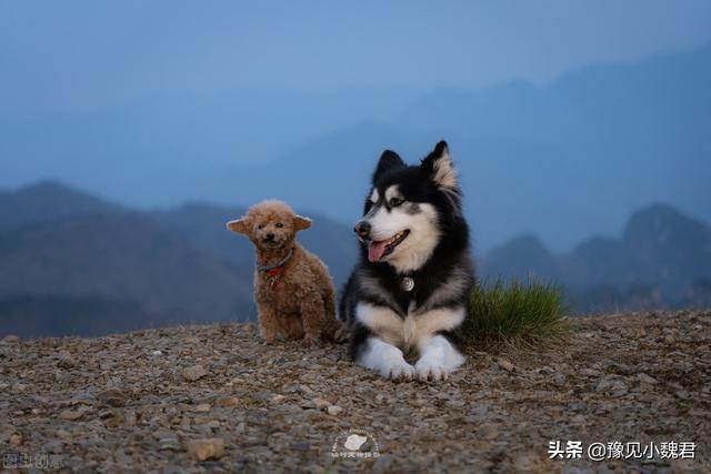 约克夏狗吃不吃狗屎:十个月的约克夏每天溜三到五次仍然在家大小便，该怎么训练？