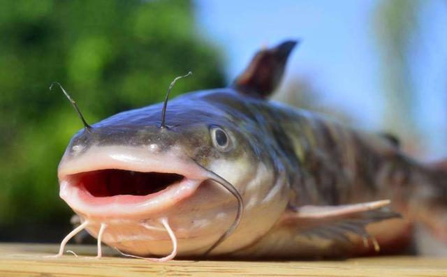 红尾鲶最大能长多大，都说鲶鱼生命力强大，那么下水道里面会有二十斤以上的巨鲶生存吗