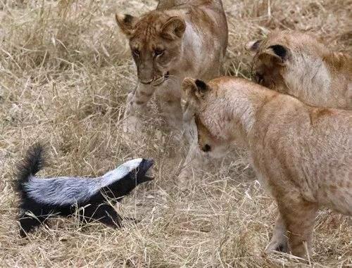 鬼獒图片:自然界中存在体型似猴子大小，却可以让狮子束手无策的动物吗？