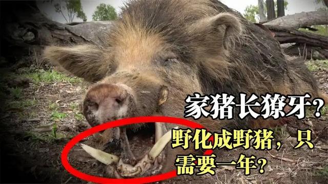 澳洲野犬 百科:听说放养的猪叫野猪，圈养的狼是狗，对吗？