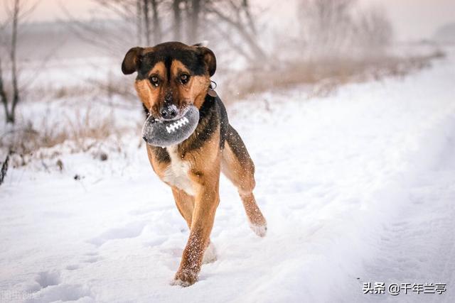 狗狗对屠夫会害怕，在野外屠夫遇到狼是否一样，狼也会怕？插图26