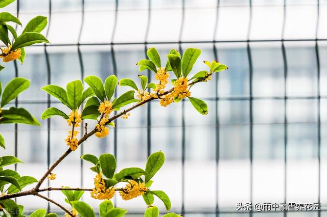 头条问答 盆栽大的桂花树落叶子该怎么办 28个回答