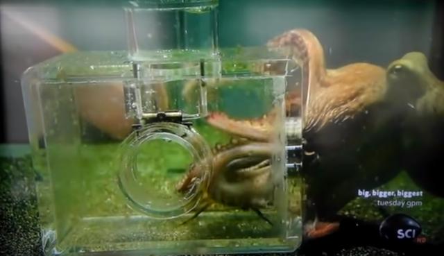 章鱼智商能与人相比是真的吗 ，章鱼是世界上最聪明的生物，要是章鱼能在陆地生活，能否取代人类