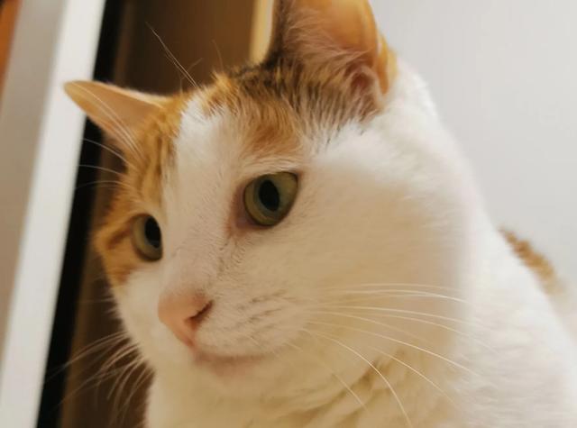 为什么猫更喜欢跟女主人玩耍？插图22