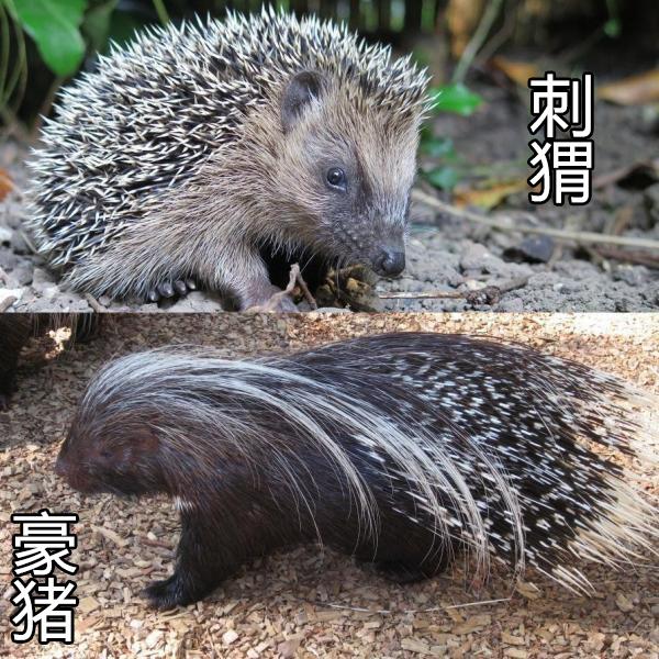 蛇吃自己:蛇吞食了豪猪或者刺猬会不会被刺破肚皮