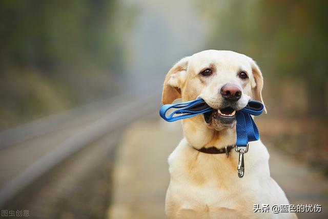 狗狗东西在我里面拔出不来了视频:生肖狗心里最放不下的是谁？