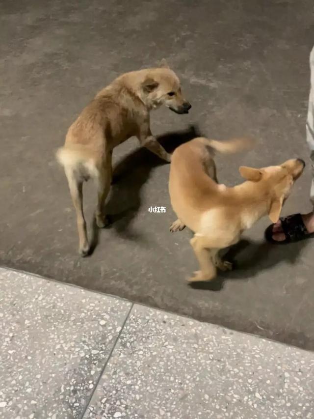 狂犬病致死率近100%，城乡养狗普遍，流浪狗泛滥，该怎么办？插图6