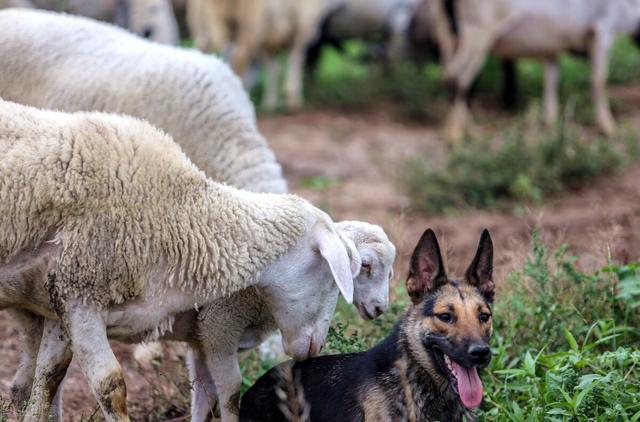 属羊2022年运势完整版,2022年养羊形势怎么样？还能赚钱吗？