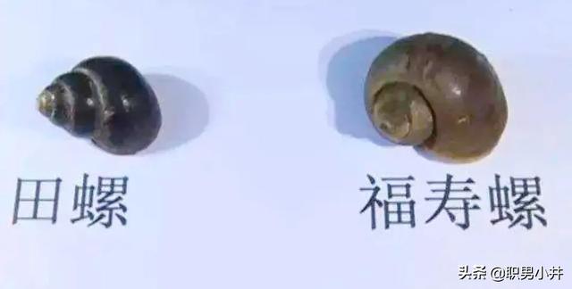 何方神圣:福寿螺入侵我国不到50年，但农民已叫苦连天，它是何方神圣？
