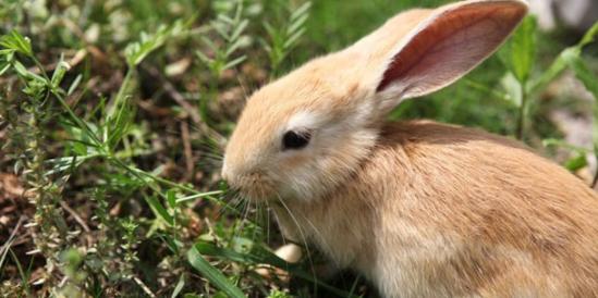 Why Are Rabbits Called Rabbits the Origin And Legend Of Rabbits IMedia